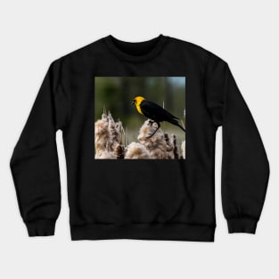 Yellow headed black bird. Crewneck Sweatshirt